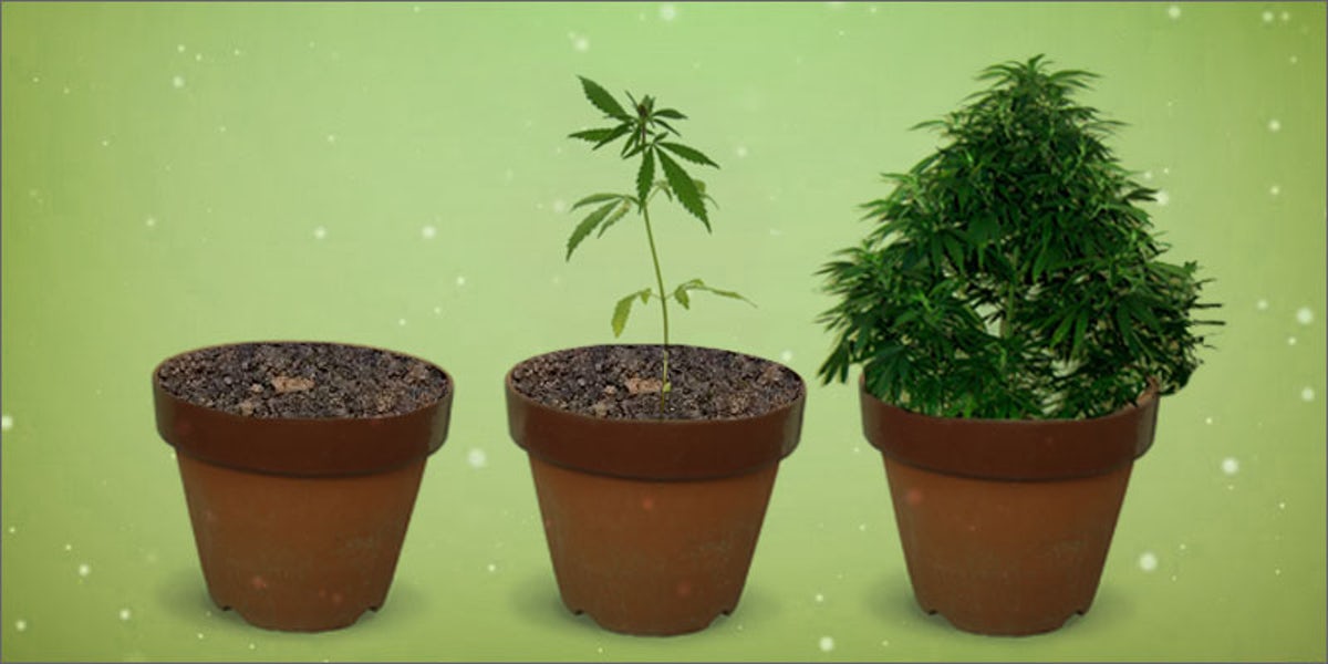 The 7 Easy Steps of Growing Cannabis